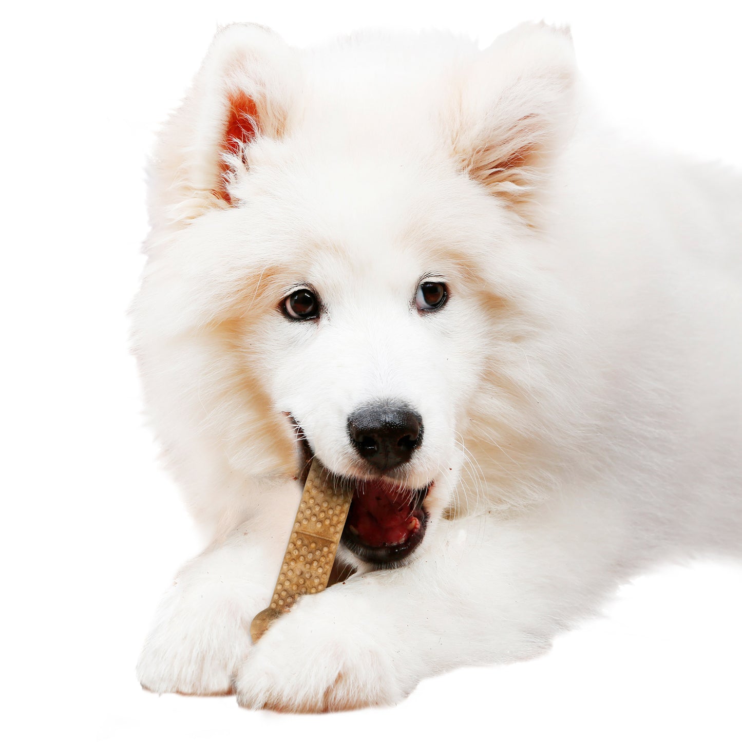 NYLABONE 2.6 LB NUBZ DOG CHEWS YOT DOa