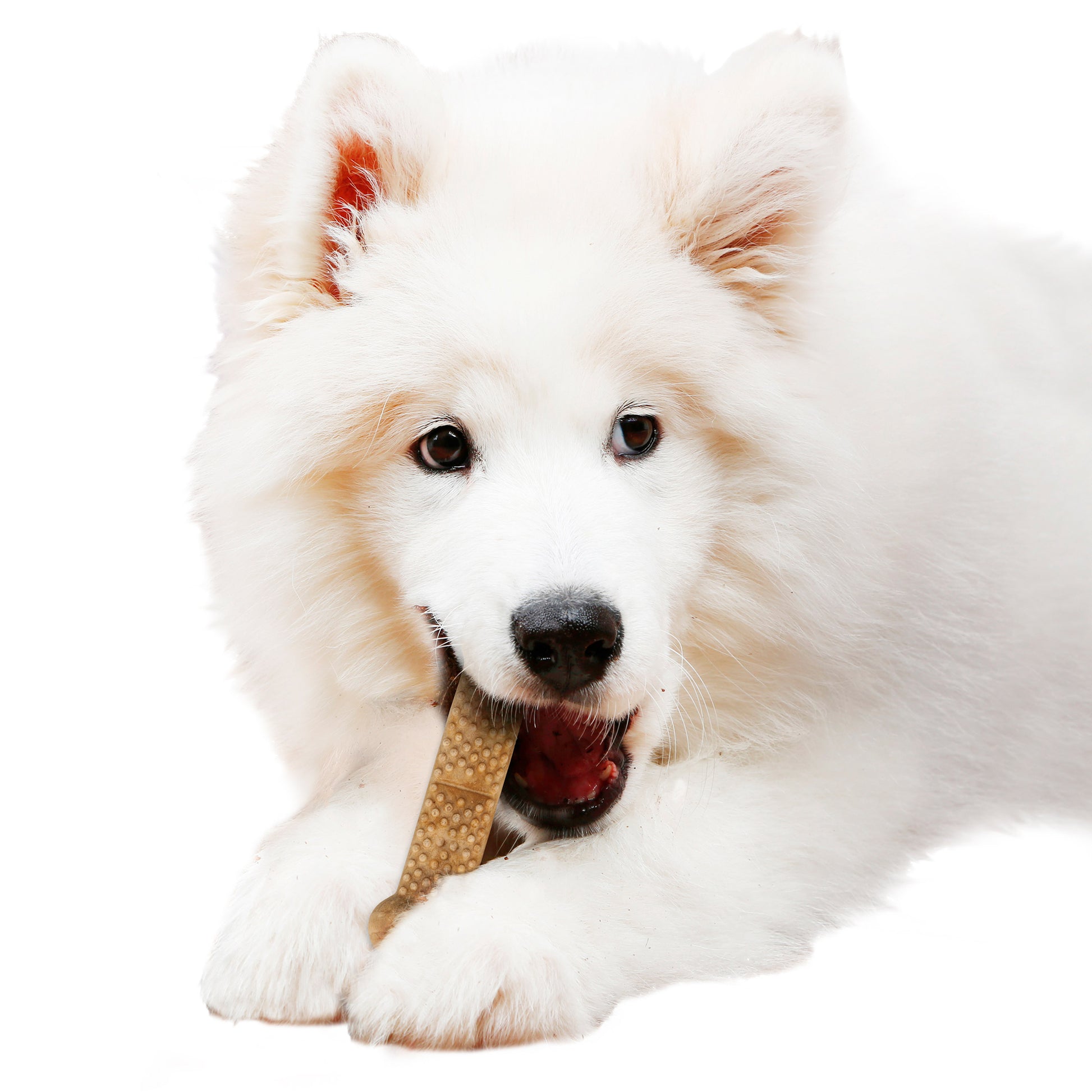 NYLABONE 2.6 LB NUBZ DOG CHEWS YOT DOa
