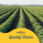 Bush's Pinto Beans 16 oz., 6 pk.
