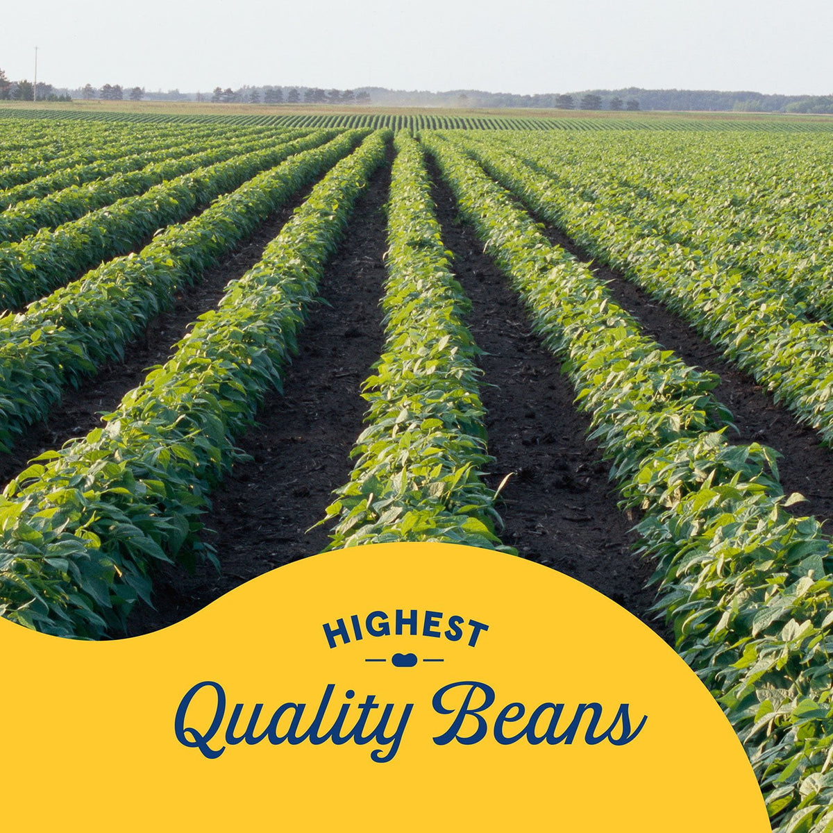 Bush's Pinto Beans 16 oz., 6 pk.