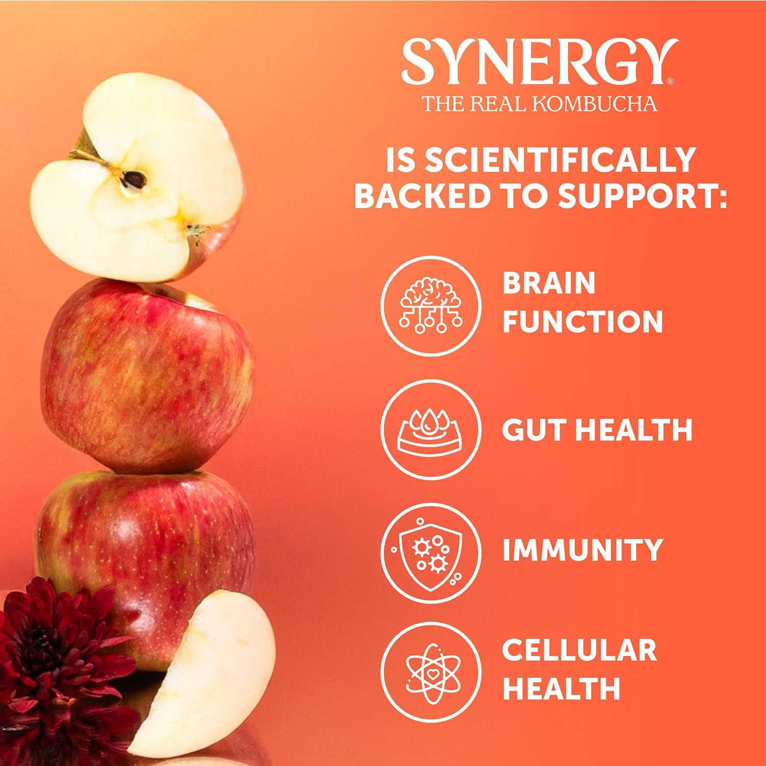 SYNERGY The Real Kombucha, Honeycrisp Apple, 16 fl. oz., 6 pk.