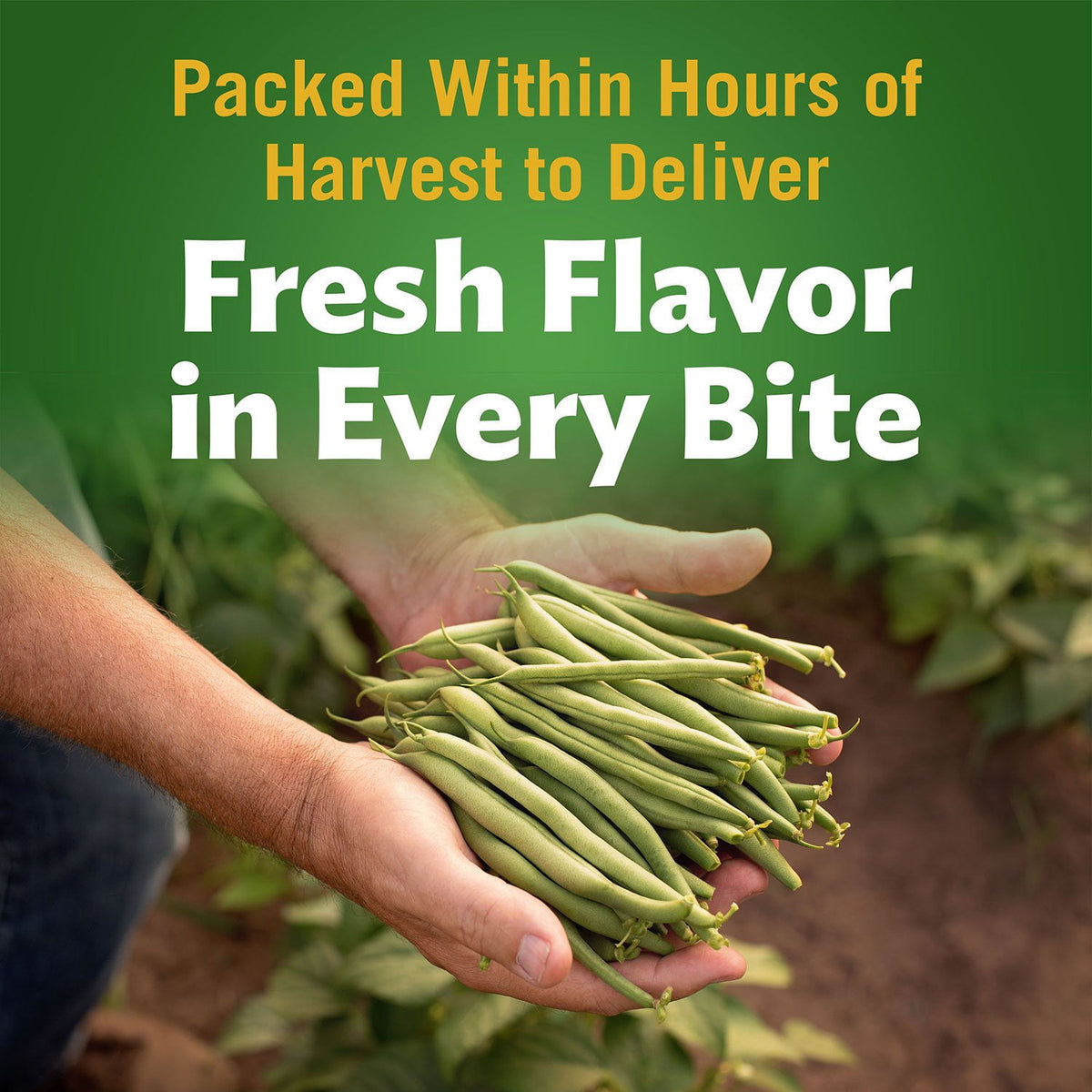 Del Monte Cut Green Beans, 14.5 oz., 8 pk.