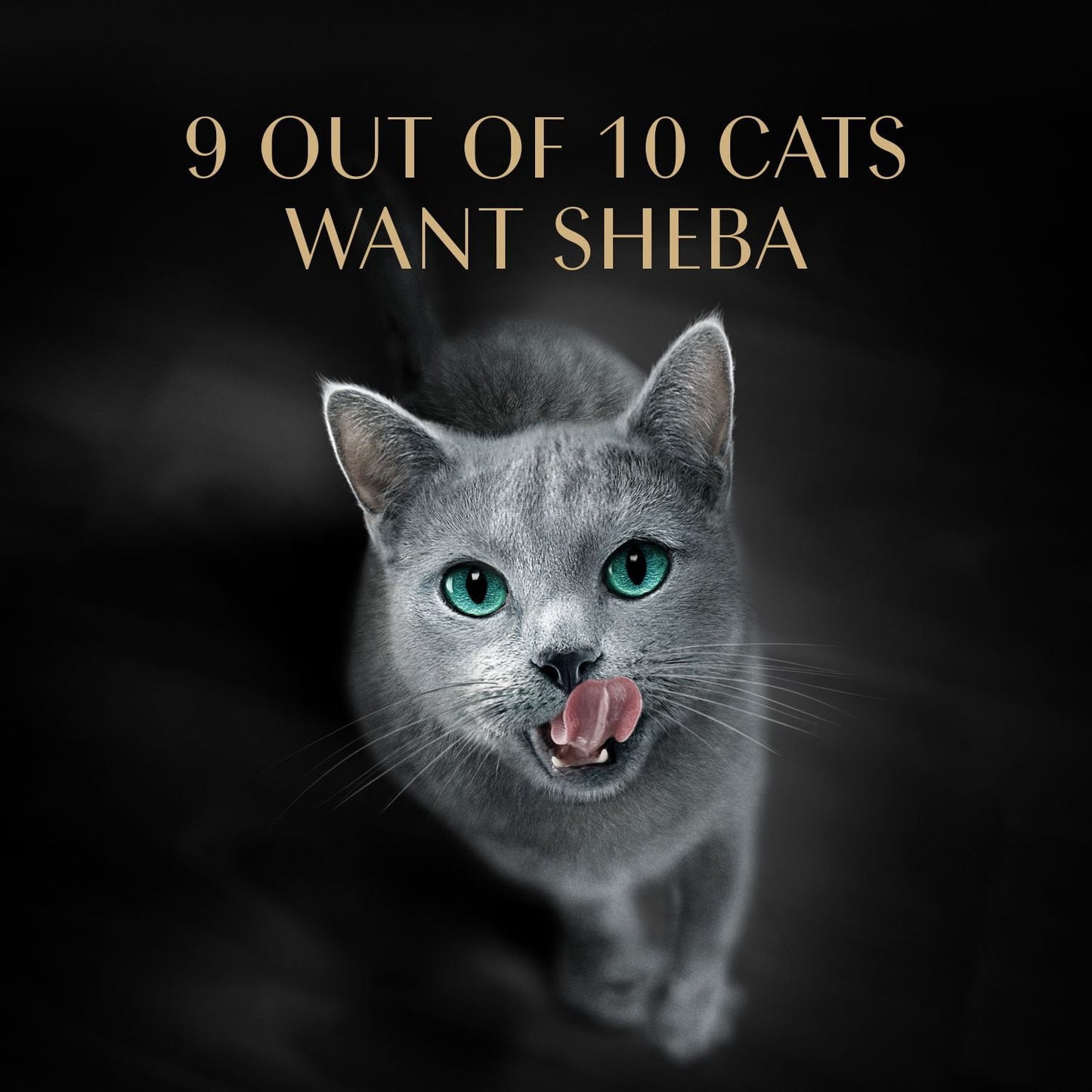 Sheba Perfect Portions Cuts in Gravy Adult Variety Wet Cat Food, Twin-Pack Tray, 1.32 oz., 60 ct., 120 servings